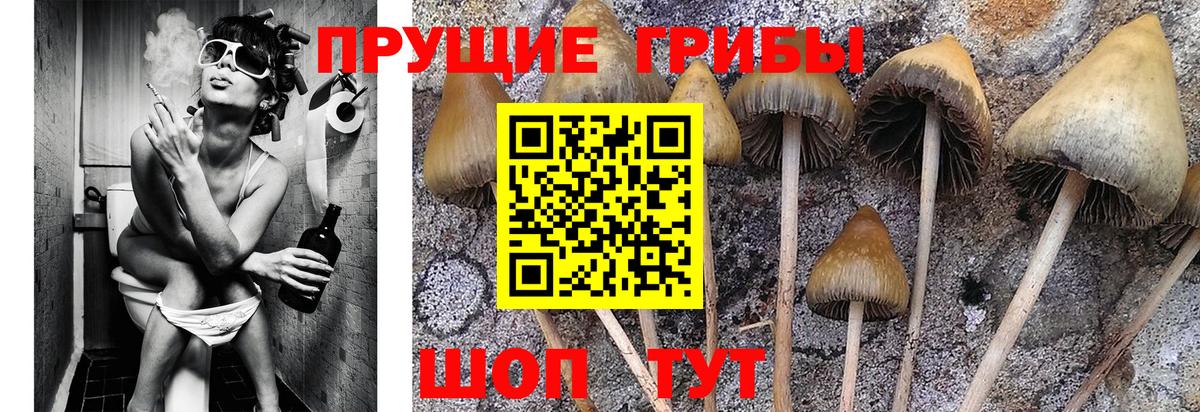 Галлюциногенные грибы прущие грибы Лабытнанги
